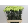 Dianthus St Goblin