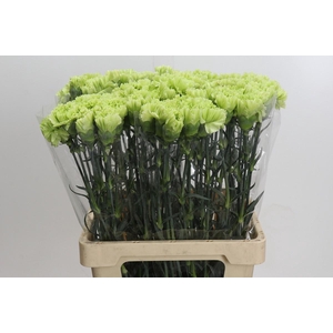 Dianthus St Goblin
