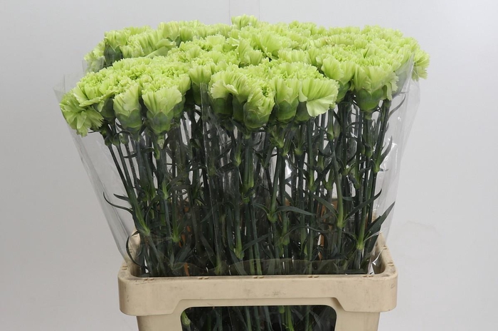 <h4>Dianthus St Goblin</h4>