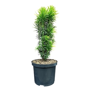 Cephalotaxus h. 'Korean Gold'