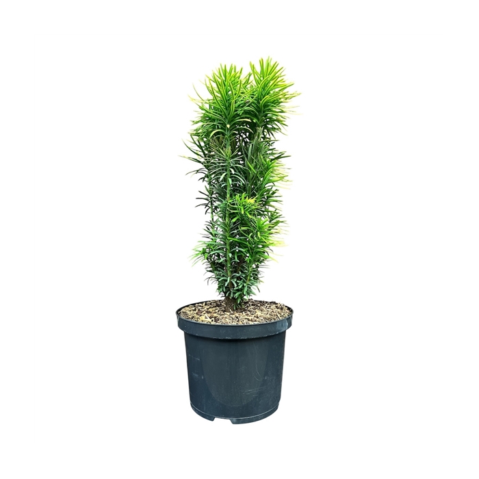 <h4>Cephalotaxus h. 'Korean Gold'</h4>