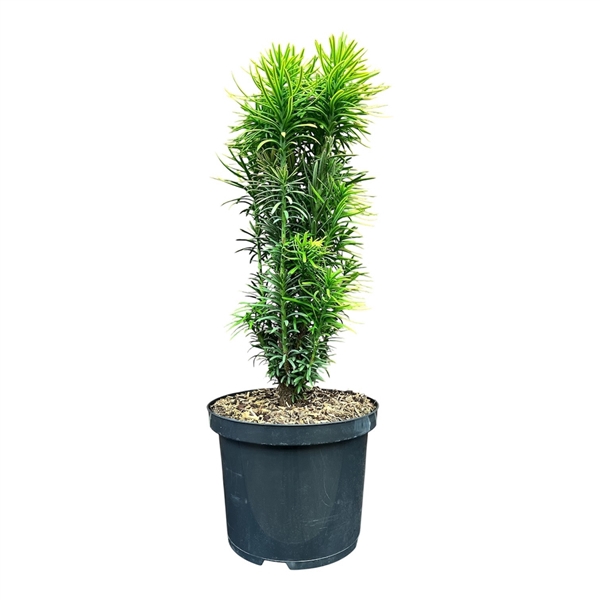 Cephalotaxus h. 'Korean Gold'