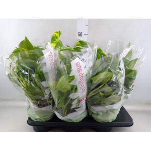 Epipremnum pinn.   HG