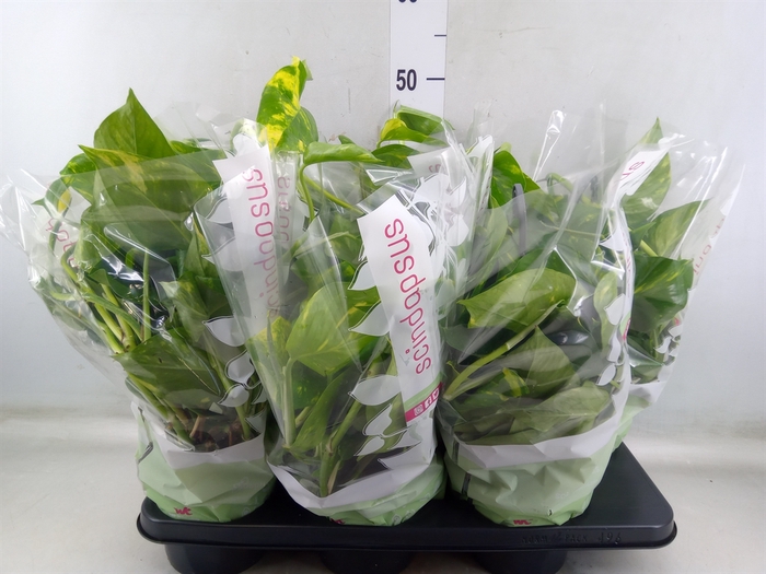 <h4>Epipremnum pinn.   HG</h4>