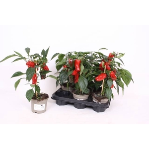 PAPRIKA PLANTEN