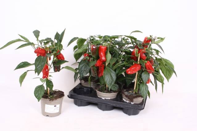 <h4>PAPRIKA PLANTEN</h4>