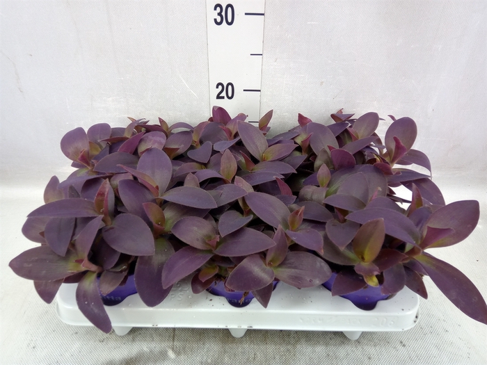 <h4>Tradescantia   ...</h4>