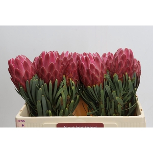 Protea Venus