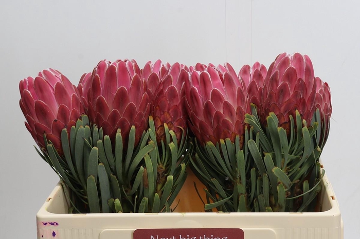 <h4>Protea Venus</h4>