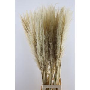 Cortaderia Dried Bleached