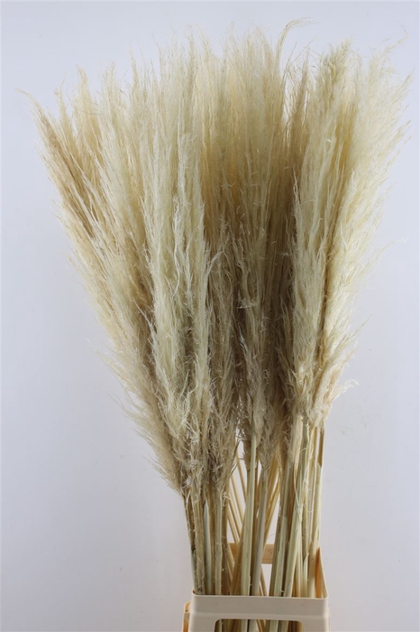 <h4>Cortaderia Dried Bleached</h4>