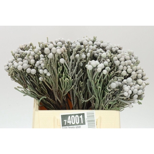 Kaaps Brunia Silver