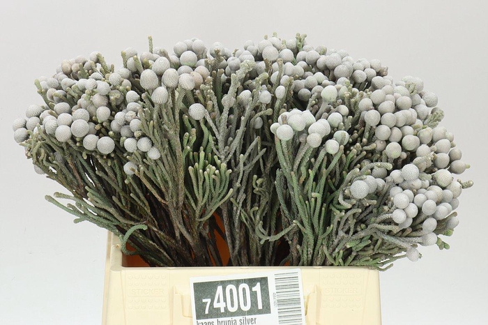 <h4>Kaaps Brunia Silver</h4>