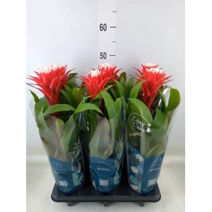 Guzmania  'Hope'