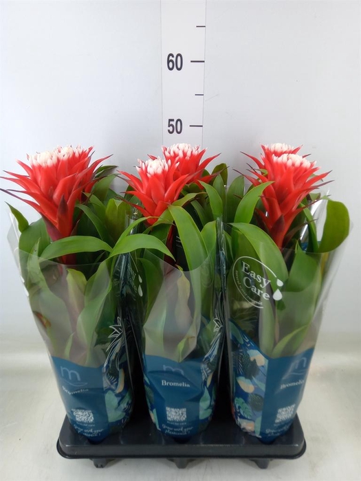 <h4>Guzmania  'Hope'</h4>