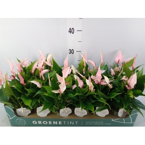 Anthurium andr. 'Lilli'