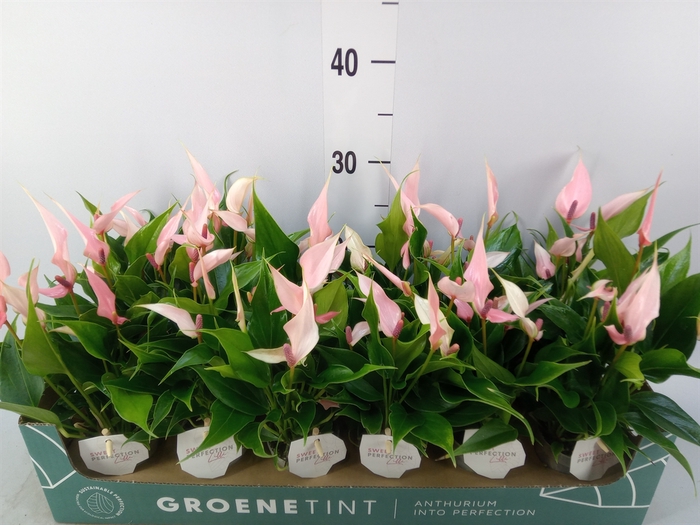 <h4>Anthurium andr. 'Lilli'</h4>