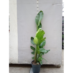 Strelitzia nicolai