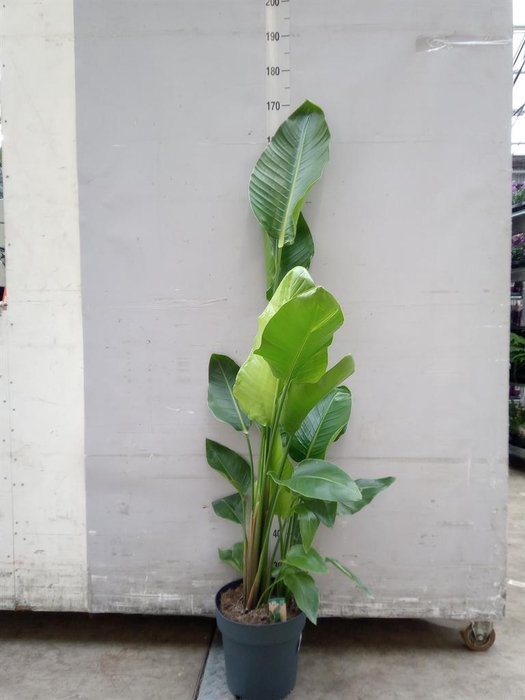 <h4>Strelitzia nicolai</h4>