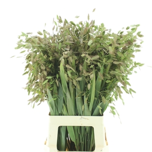 Chasm Latifolium N L