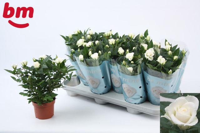 <h4>ROSA WHITE JEWEL</h4>