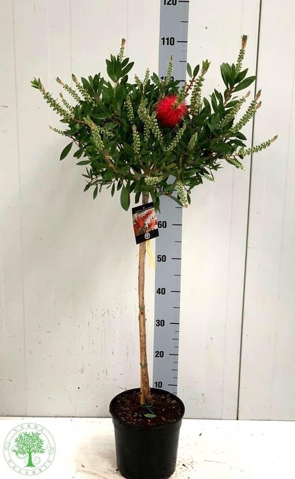 <h4>CALLIS CI SPLENDENS</h4>