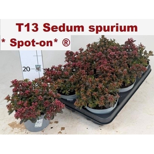 SEDUM SPU SPOT D ROS