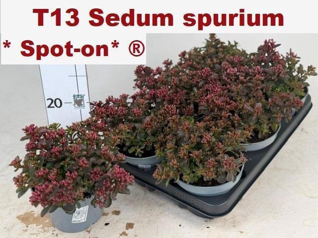 <h4>SEDUM SPU SPOT D ROS</h4>