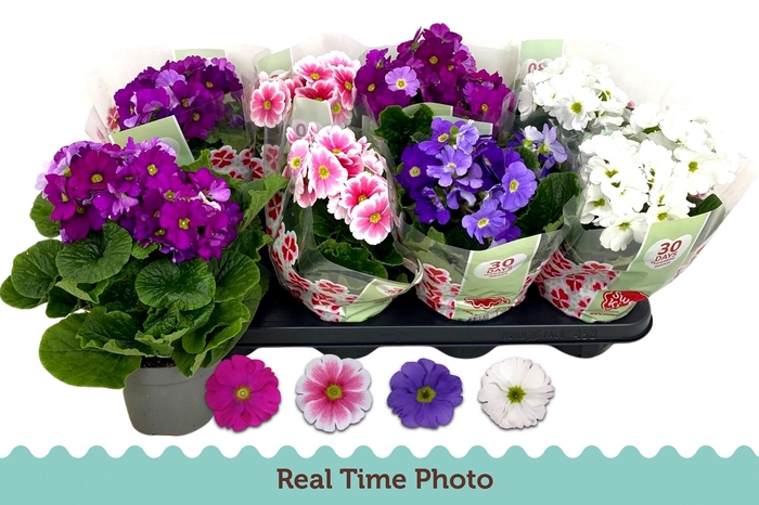 <h4>PRIM OB TM GEM</h4>