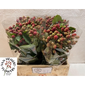 RUBUS FR CHESTER