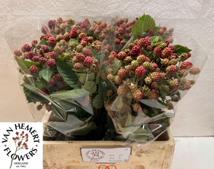<h4>RUBUS FR CHESTER</h4>