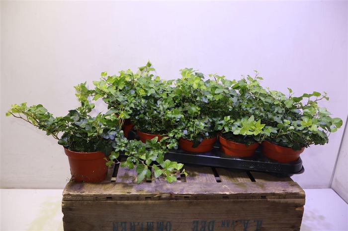 <h4>arr8 Hed He Wonder</h4>