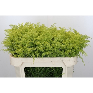 Solidago Tara Gold