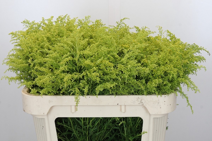 <h4>Solidago Tara Gold</h4>