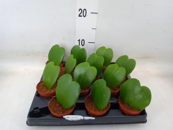 <h4>Hoya kerrii</h4>