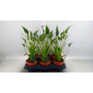 Alocasia  'Tiny Dancers'