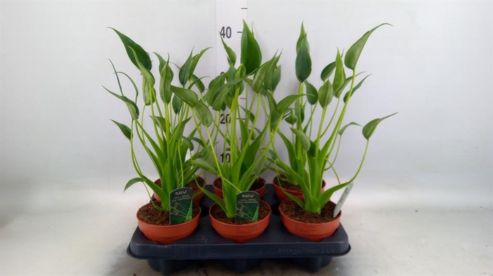 <h4>Alocasia  'Tiny Dancers'</h4>