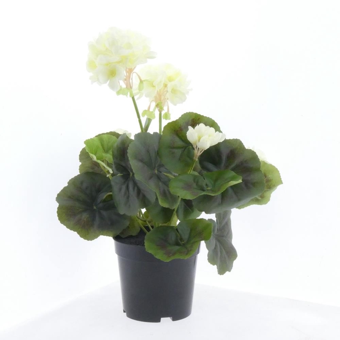 <h4>AF Geranium X7 pot L33cm White</h4>
