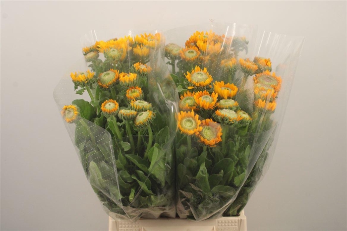 <h4>Calendula Double Yellow Extra</h4>
