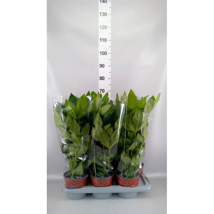<h4>Fatsia japonica   ...</h4>