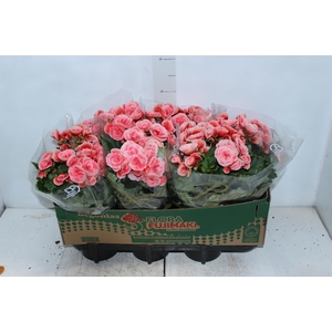 BEGONIA BORIAS P15