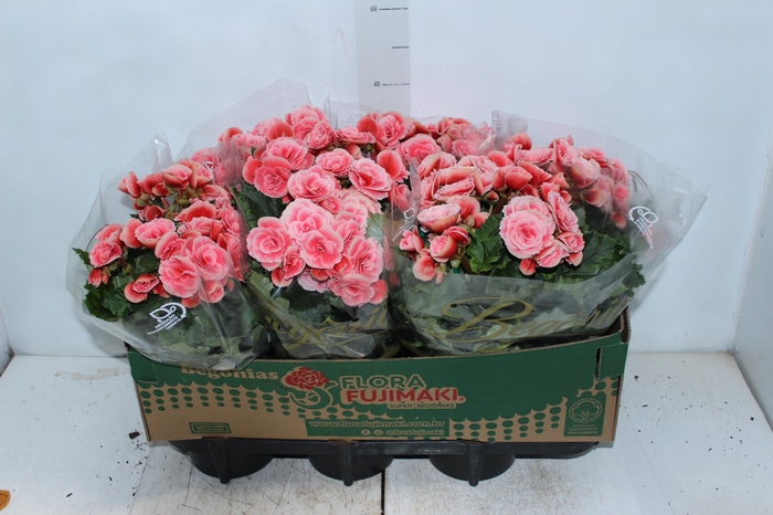 <h4>BEGONIA BORIAS P15</h4>