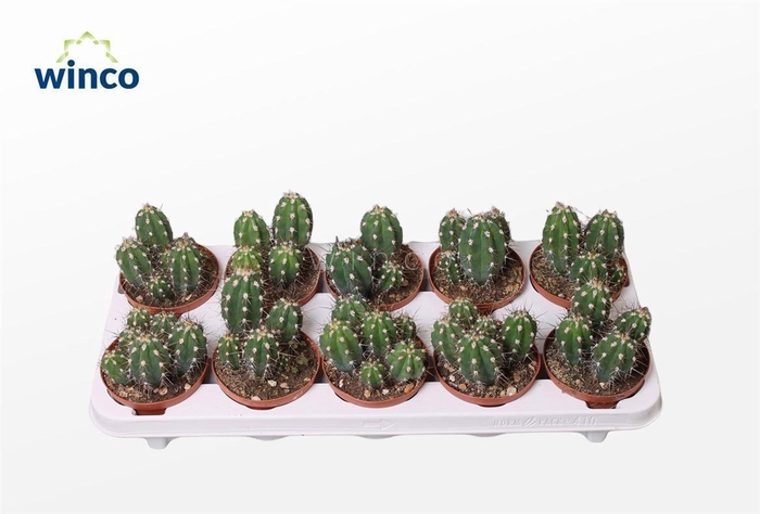 <h4>Stetsonia Coryne</h4>