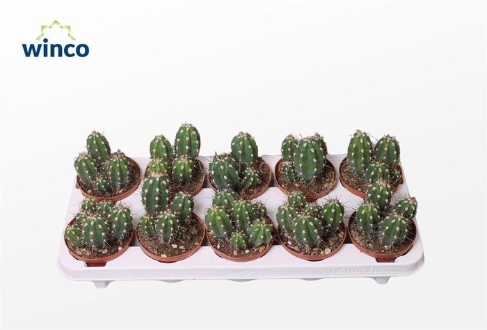 <h4>Stetsonia Coryne</h4>