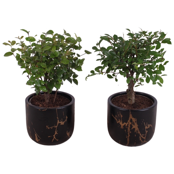 <h4>Bonsai Indoor Mix Ø 9cm Ball Shape in Ø11cm Ceramic PL469</h4>