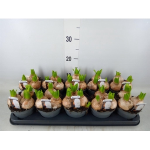 Hyacinthus orie. 'Pearl White'