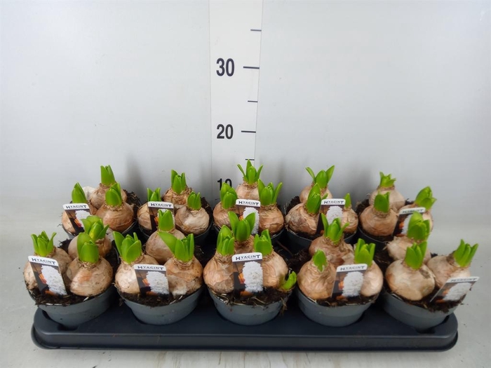 <h4>Hyacinthus orie. 'Pearl White'</h4>