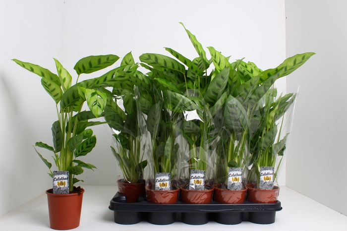 <h4>CALAT LEOPARDINA</h4>