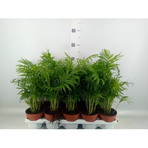 Chamaedorea elegans