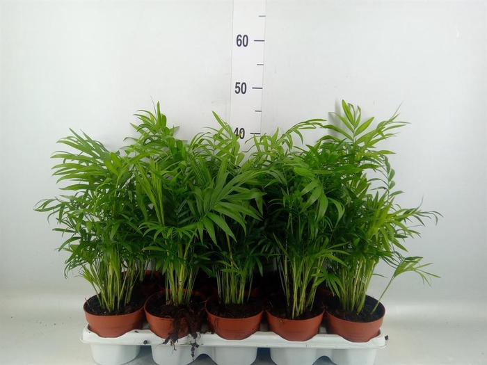 <h4>Chamaedorea elegans</h4>